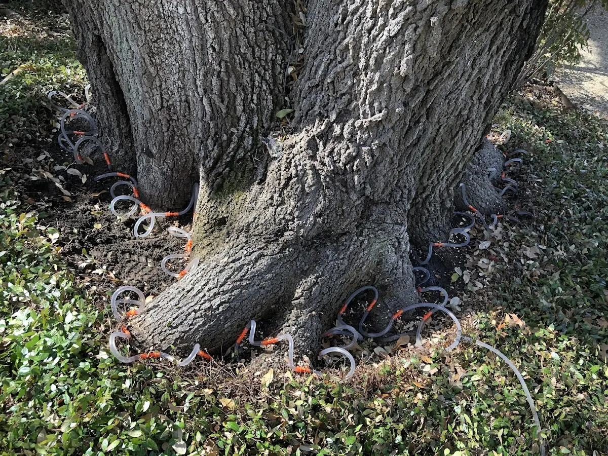 Detailed Tree Cabling and Bracing job site in Glen Arm