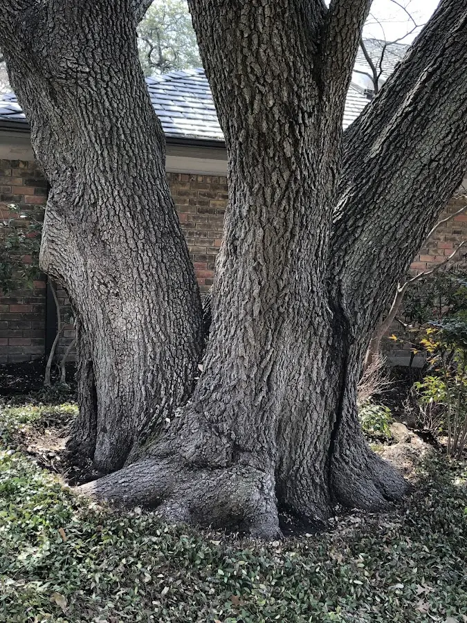 Mature heritage tree close to a Glen Arm property cared for by certified arborists